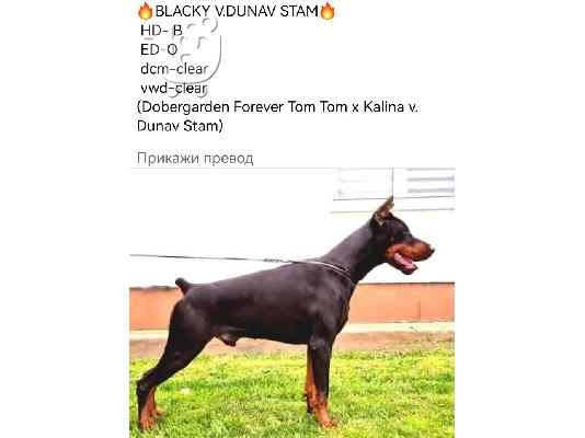 Ντόμπερμαν κουτάβια προς πώληση