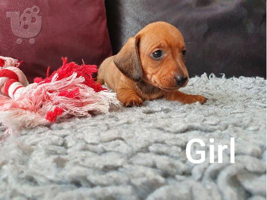 Όμορφα κουτάβια dachshund+34634098453