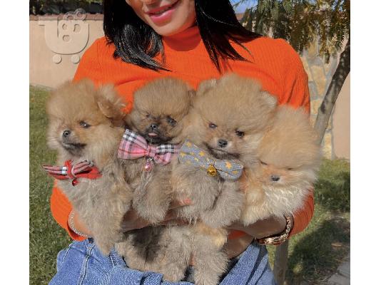 PoulaTo: Ένα όμορφο καθαρόαιμο Pomeranians