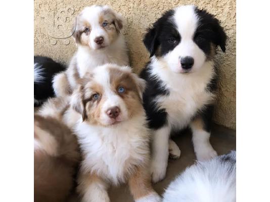 PoulaTo: Κουτάβια Border Collie.Whatsapp/Viber +48785742139