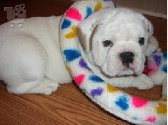 PoulaTo: κουτάβια englishbull 300 €