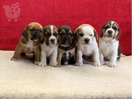 PoulaTo: 7 όμορφα εγγεγραμμένα Kc κουτάβια Beagle.