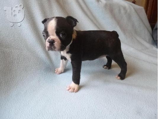 Lovely Boston Terrier Pups kontaktirajte me preko (whatsapp 32460219218) ili (viber 237679...