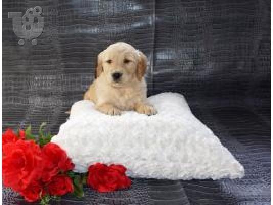 X μάζα τεριέ Golden Retriever