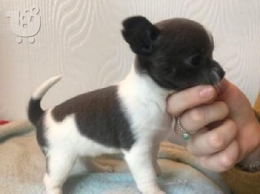 PoulaTo: τσιουάουα μίνι -chihuahua mini