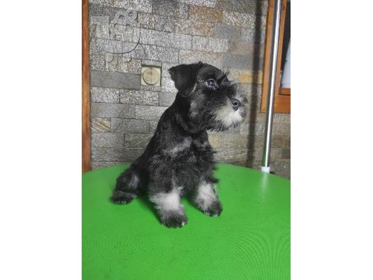 Μινιατούρα Schnauzer ΟΜΟΡΦΑ κουταβάκια