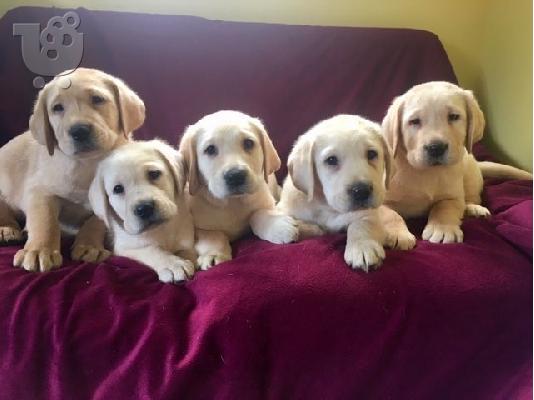 PoulaTo: Εγγεγραμμένα κουτάβια Labrador Retriever