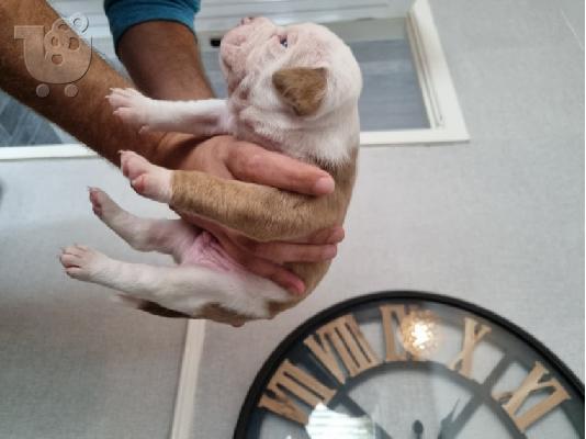 PoulaTo: Ενεργά κουτάβια pitbull+34634098453