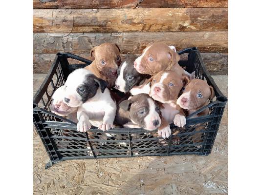 PoulaTo: Pit Bull - 