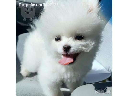 PoulaTo: Αξιολάτρευτα κουτάβια Pomeranian για υιοθεσία