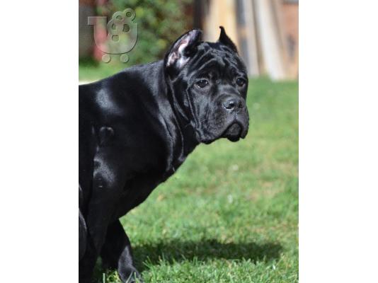 Cane Corso κουτάβια