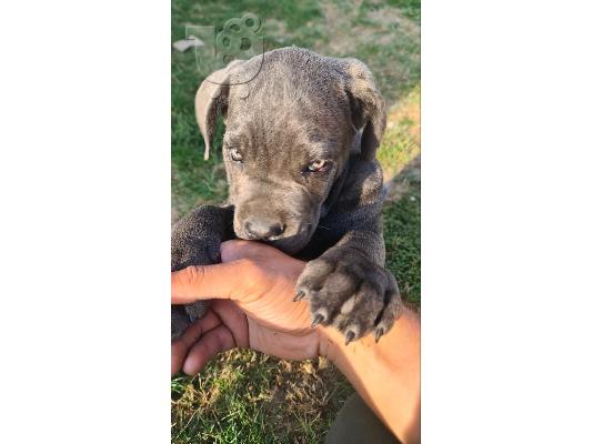CANE CORSO όμορφα κουτάβια