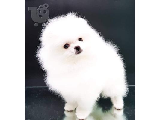 Καθαρό λευκό Pomeranian