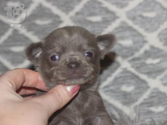 T-Cup Chihuahua