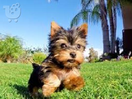 Εγγεγραμμένα κουτάβια Yorkie για υιοθεσία