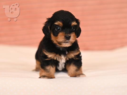 Havanese Bichon κουτάβια