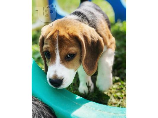 Πώληση κουτάβια Nice Beagle.