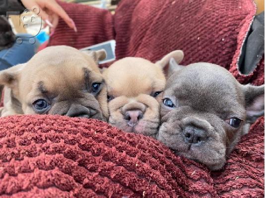 Κουτάβια AKC FrenchBulldog+34634098453