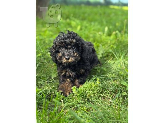 Μαύροι και Καφέ Toy Poodle
