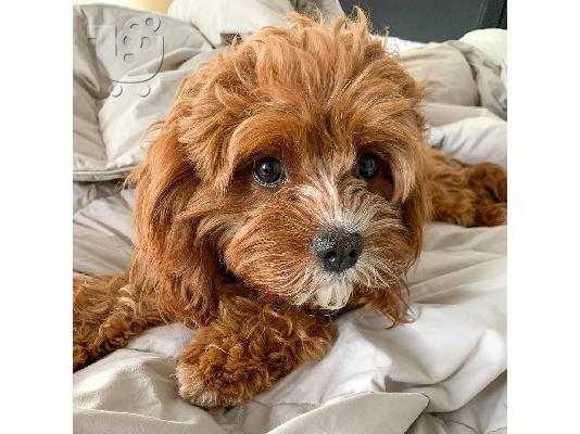 υπέροχο cavapoo έτοιμο για υιοθεσία.