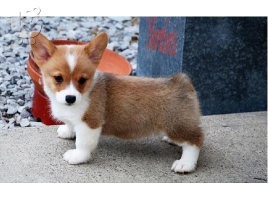 PoulaTo: Κουτάβια Pembroke Welsh Corgi