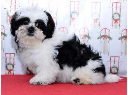 PoulaTo: Shih Tzu κουτάβια προς πώληση