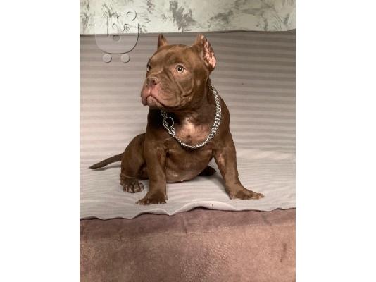 American Bully Exotic Micro κουτάβια