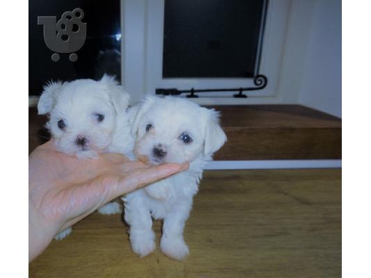 Fantastic Maltese Puppies προς πώληση