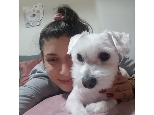 PoulaTo: Πολύ μικροσκοπικό εξαιρετικό μαλτέζικο κορίτσι είναι διαθέσιμο για υιοθεσία