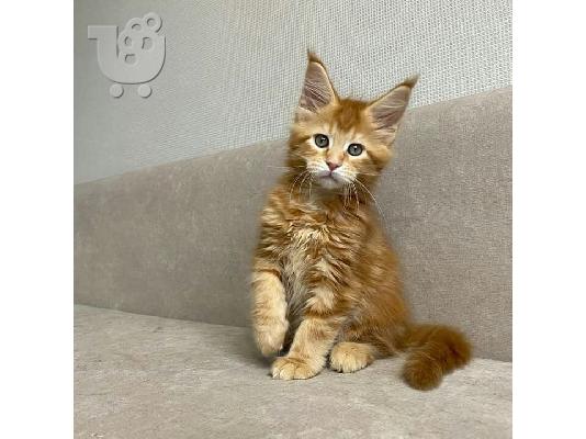 Όμορφα τούρκικα γατάκια Angora έτοιμα.