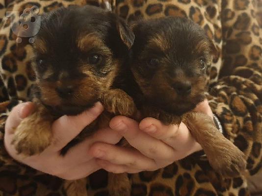 Yorkshire Terrier