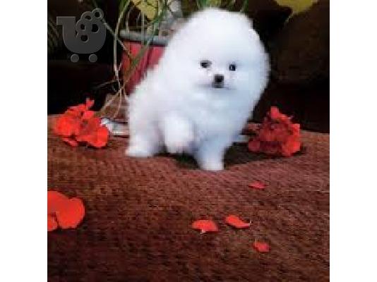 Αξιολάτρευτο Pomeranian Puppies