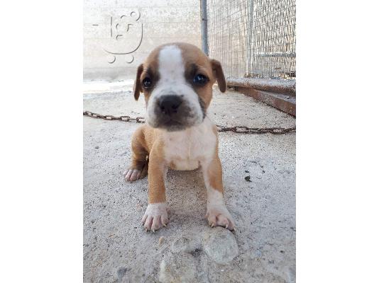 Πωλούνται αρσενικά και θηλυκά κουτάβια Pitbull.