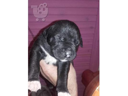 pit bull arabai aziat