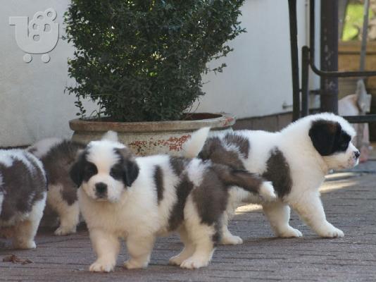 PoulaTo: Διαθέσιμα κουτάβια Saint Bernard