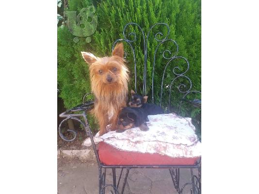 PoulaTo: yorkshire terrier toy