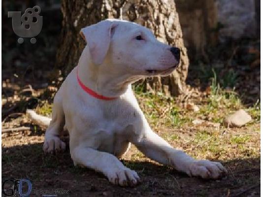 Ντόγκο Αργεντίνο κουτάβια προς πώληση