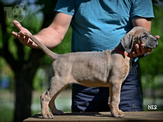 Cane Corso κουτάβια