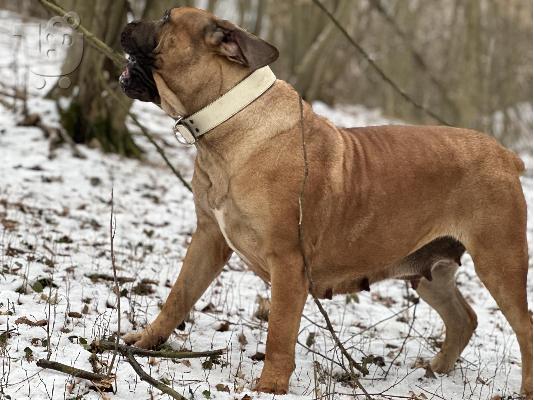 Νοτιοαφρικανικό Mastiff - Boerboel κουτάβια