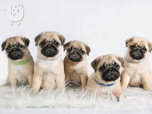 PoulaTo: Pug puppies - Παγκ κουτάβια