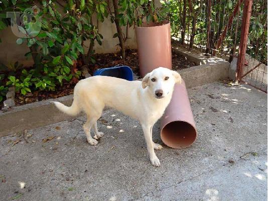 PoulaTo: Ημίαιμο Λαμπραντόρ