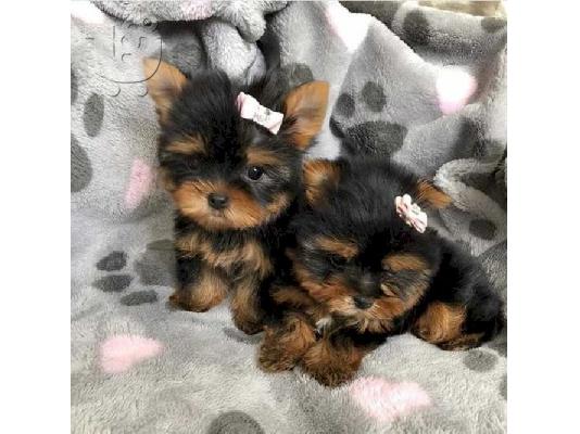 PoulaTo: Perfect Male and female Yorkie