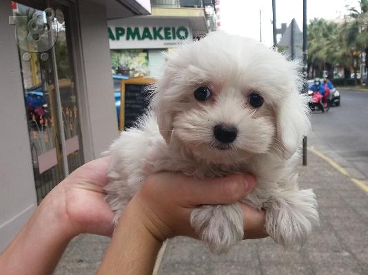 PoulaTo: Maltese
