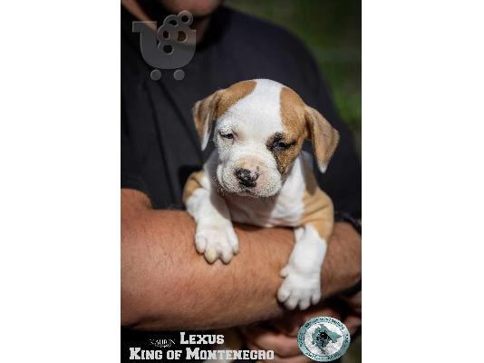 Αμερικανικό Stafford Terrier κουτάβια