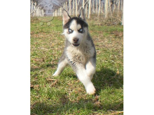 Πωλούνται καθαρόαιμα Χάσκι Σιβηρίας (Siberian Husky)