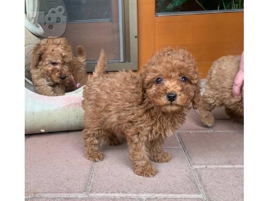 PoulaTo: Poodle apricot toy - Κανίς βερυκοκί τόι