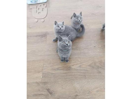 PoulaTo: british shorthairs kittens for adoption