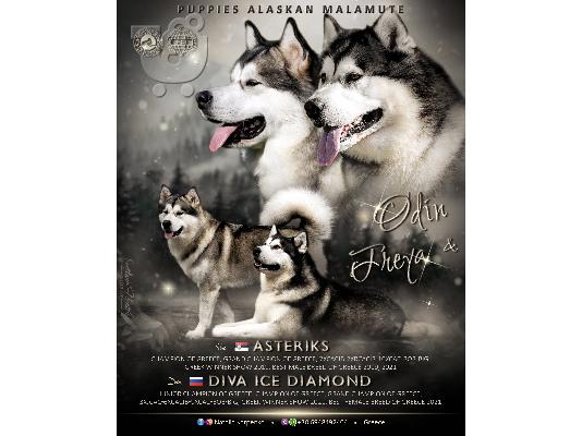 PoulaTo: Alaskan Malamute κουτάβια