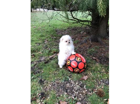 Ο Pomeranian ψάχνει για ένα νέο σπίτι