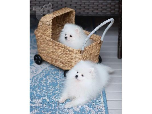 PoulaTo: Σούπερ χαριτωμένα κουτάβια Pomeranian